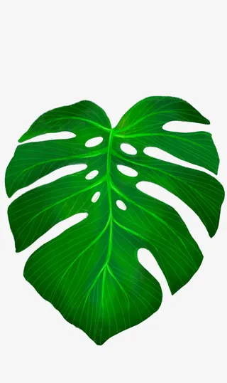 卡通绿叶装饰手绘文艺小清新免抠