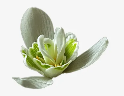 白色栀子花免抠