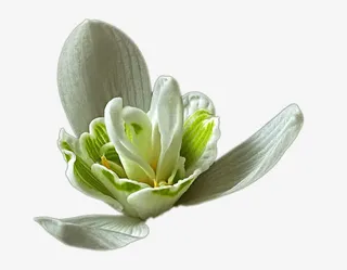 白色栀子花免抠