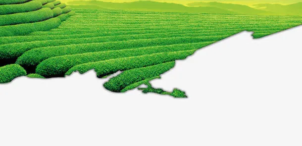 茶园免抠