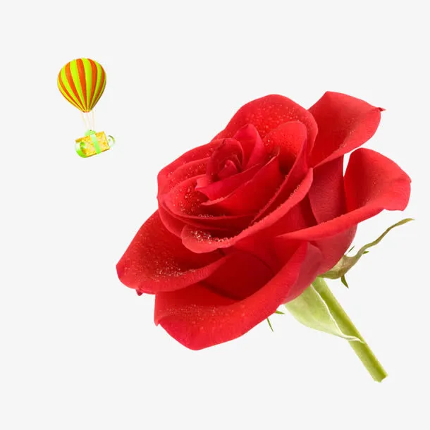 玫瑰花免抠
