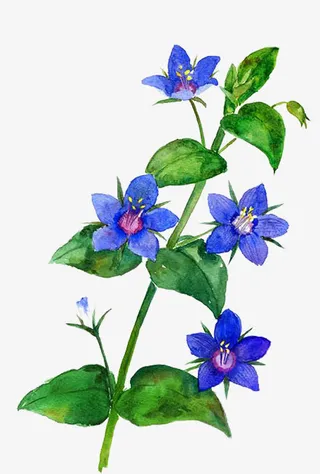 桔梗花的最爱图片素材免抠