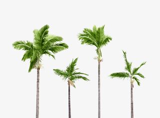 棕树植物图片素材免抠