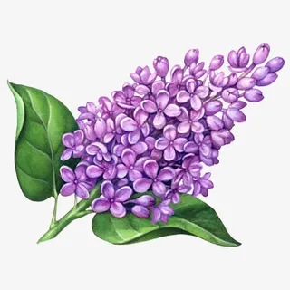 手绘立体时尚插画紫丁香免抠免抠