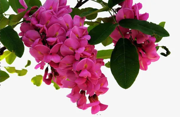 红色槐花免抠