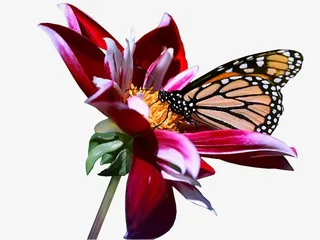 花草设计素材花草矢量素材免抠