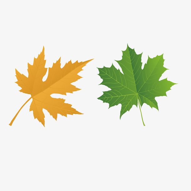 两片黄绿色矢量扁平化精美枫叶免抠