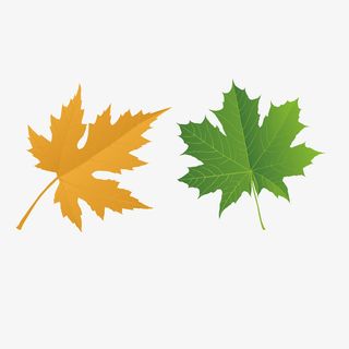 两片黄绿色矢量扁平化精美枫叶免抠