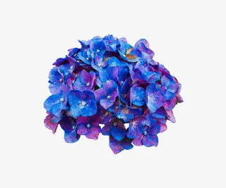 绚丽斑斓绣球花免抠