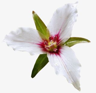 鲜花花朵素材免抠