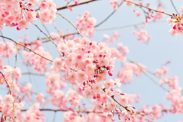 樱花树枝上的唯美樱花高清