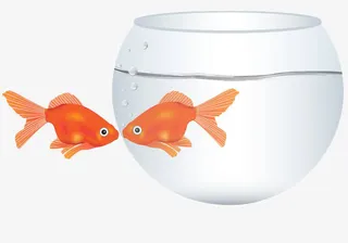 手绘接吻鱼免抠