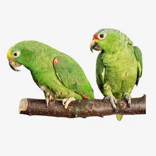 绿色鹦鹉免抠