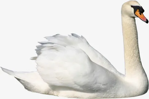天鹅免抠