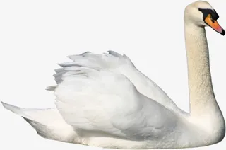 天鹅免抠