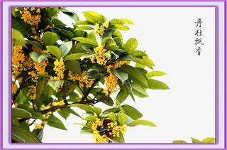 桂花芬芳馥郁免抠