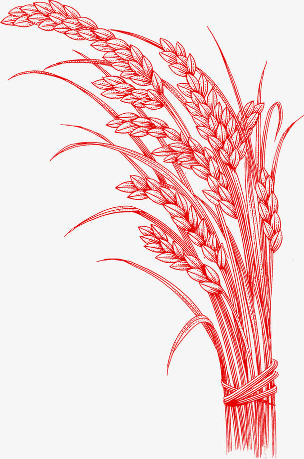 手绘创意合成素描稻穗免抠