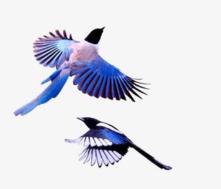 蓝色创意合成效果蓝色的喜鹊免抠