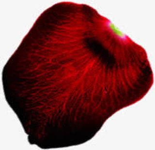 脉络清晰的红色花瓣七夕情人节免抠