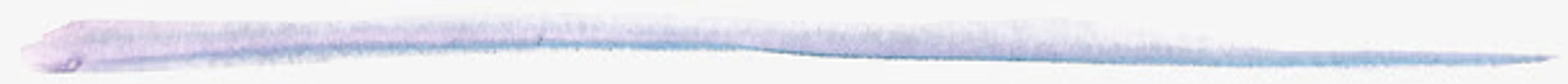 唯美彩色墨迹分割线免抠