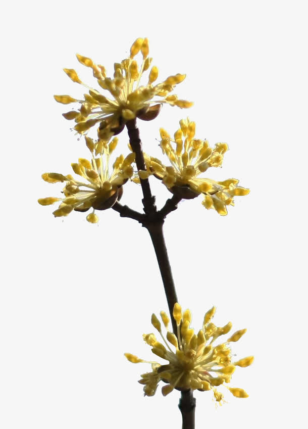 未开放的茱萸花免抠
