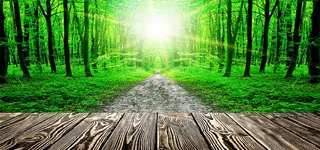 唯美的光线森利背景高清