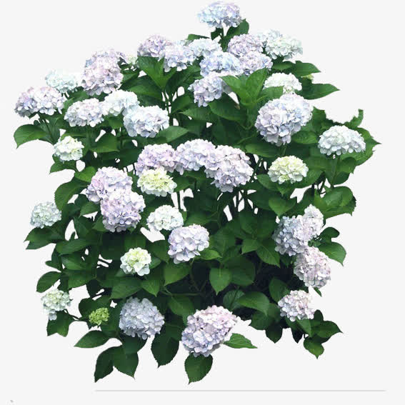 白兰绣球花免抠
