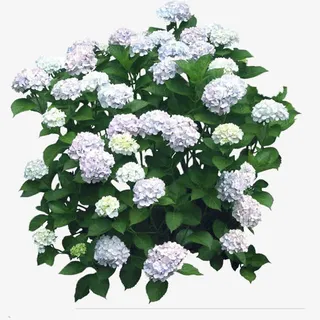 白兰绣球花免抠 白兰绣球花免抠