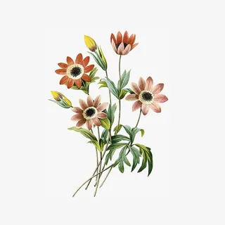 手绘一束太阳花免抠