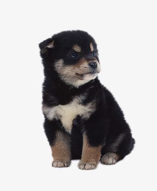 哈士奇狗狗免抠