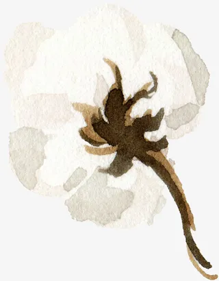 唯美棉花水彩手绘免抠