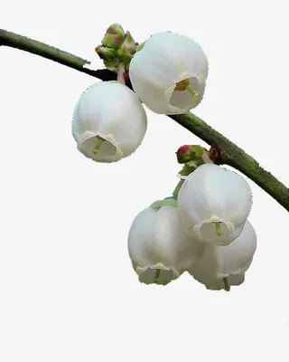 白色灯笼花免抠