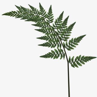 绿叶树枝PNG图片免抠