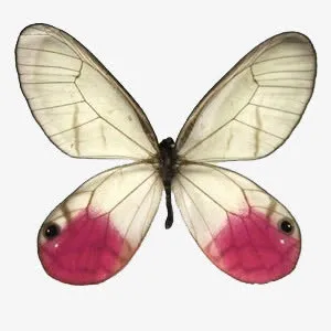 蝴蝶免抠