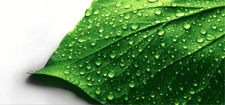 绿色叶子背景高清