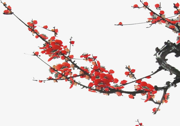 木棉花免抠