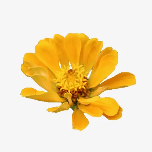黄色金盏菊花免抠