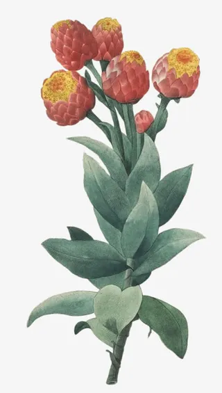 红色菠萝花免抠