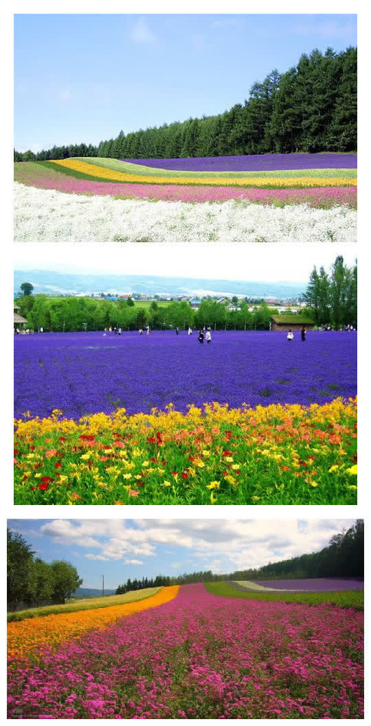 北海道夏季花海唯美免抠