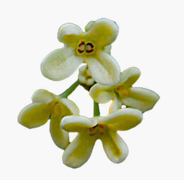 几朵桂花免抠