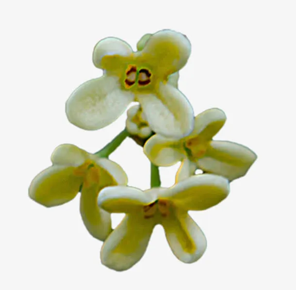 几朵桂花免抠
