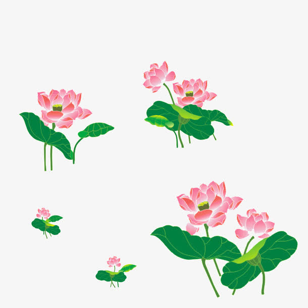 手绘荷花免抠