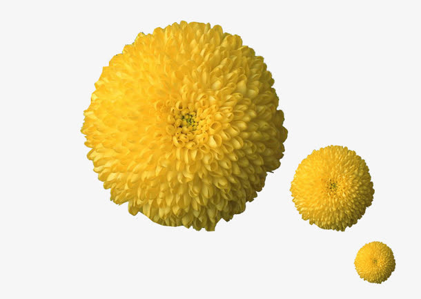 菊花素材免抠