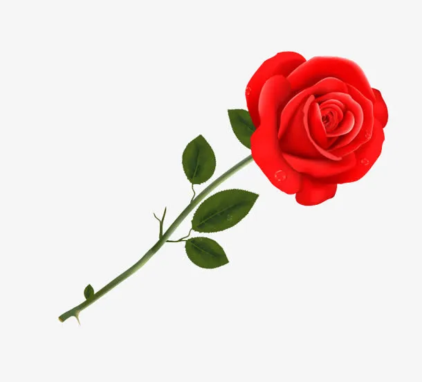 玫瑰 png 粉红花朵免抠