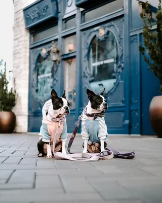 宠物 狗 野外 背景12高清