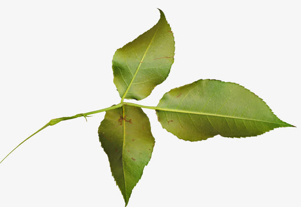 玫瑰花叶免抠