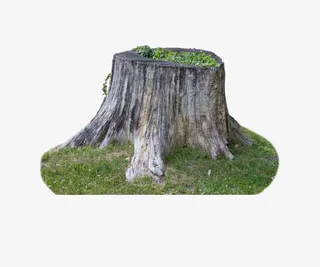 清新大树树根免抠