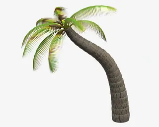 一棵弯棕树免抠