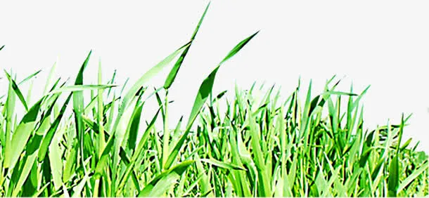 绿色清新草地踏青免抠