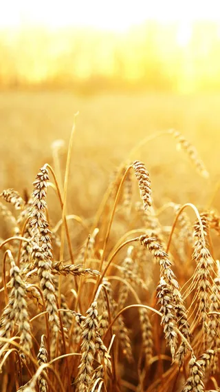 麦穗背景高清